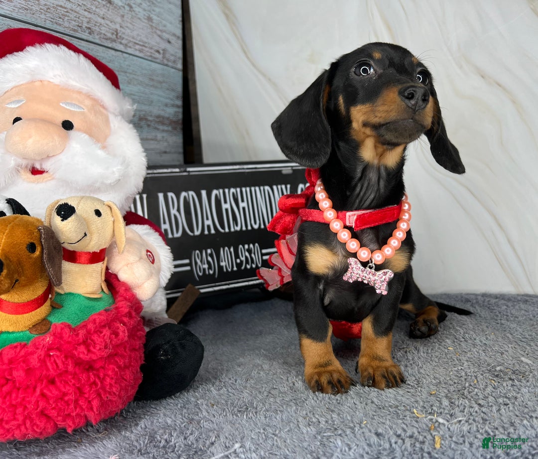 Miniature Dachshund dogs for sale: Import AKC female - Ad 6