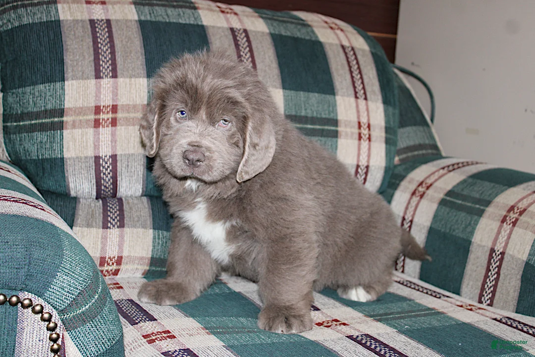 Newfoundland dogs for sale: OFA, AKC, CH Ariel - Ad 1