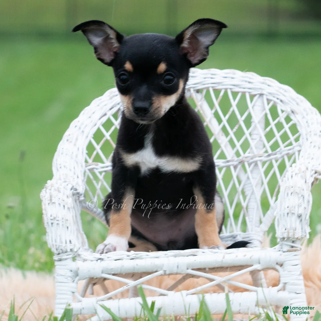 Chihuahua dogs for sale: Peppa - Ad 4