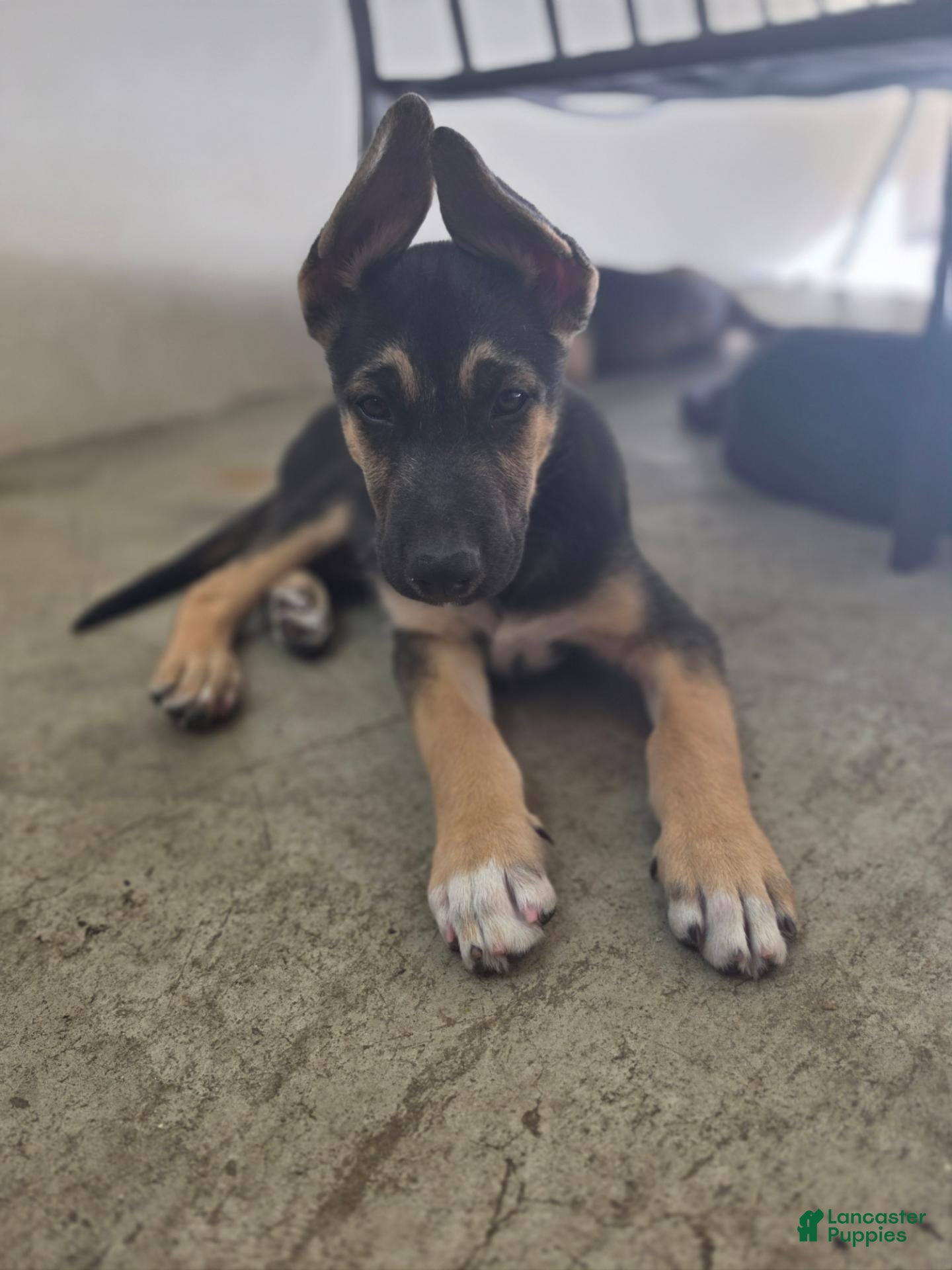 Mixed Breed dogs Pooper - Ad 23