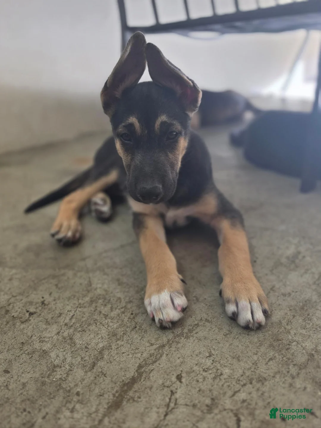 Mixed Breed dogs for sale: Pooper - Ad 1