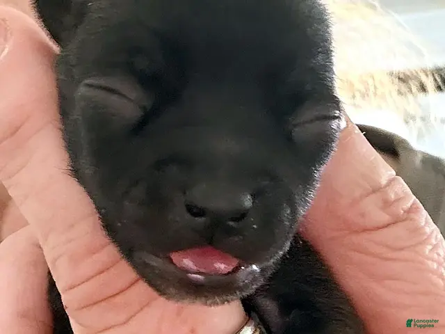 Chihuahua dogs for sale: Yellow - Ad 2