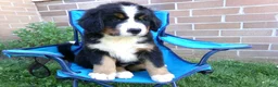 Bernese Mountain Dog dogs for sale: Tulip - Ad 8