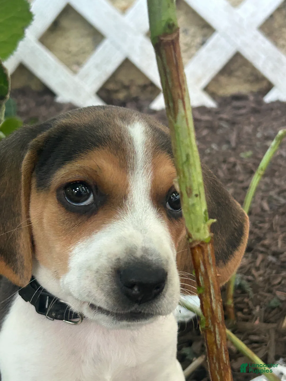 Beagle dogs for sale: Buck - Ad 2
