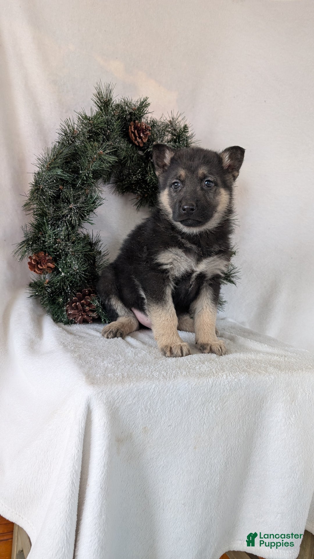 German Shepherd dogs for sale: Jay - Ad 1