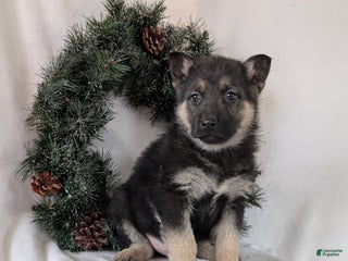 German Shepherd dogs for sale: Jay - Ad 2
