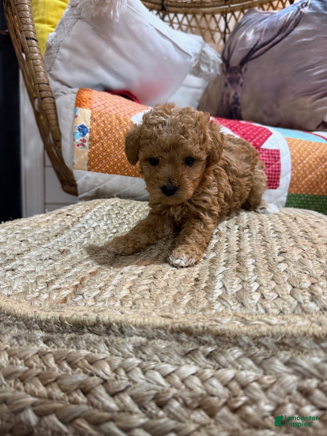 Mini Aussiedoodle dogs for sale: Max - Ad 5