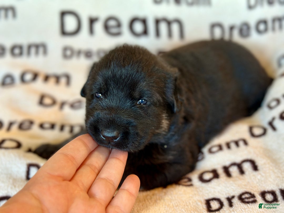 German Shepherd dogs for sale: Summit  - Ad 2