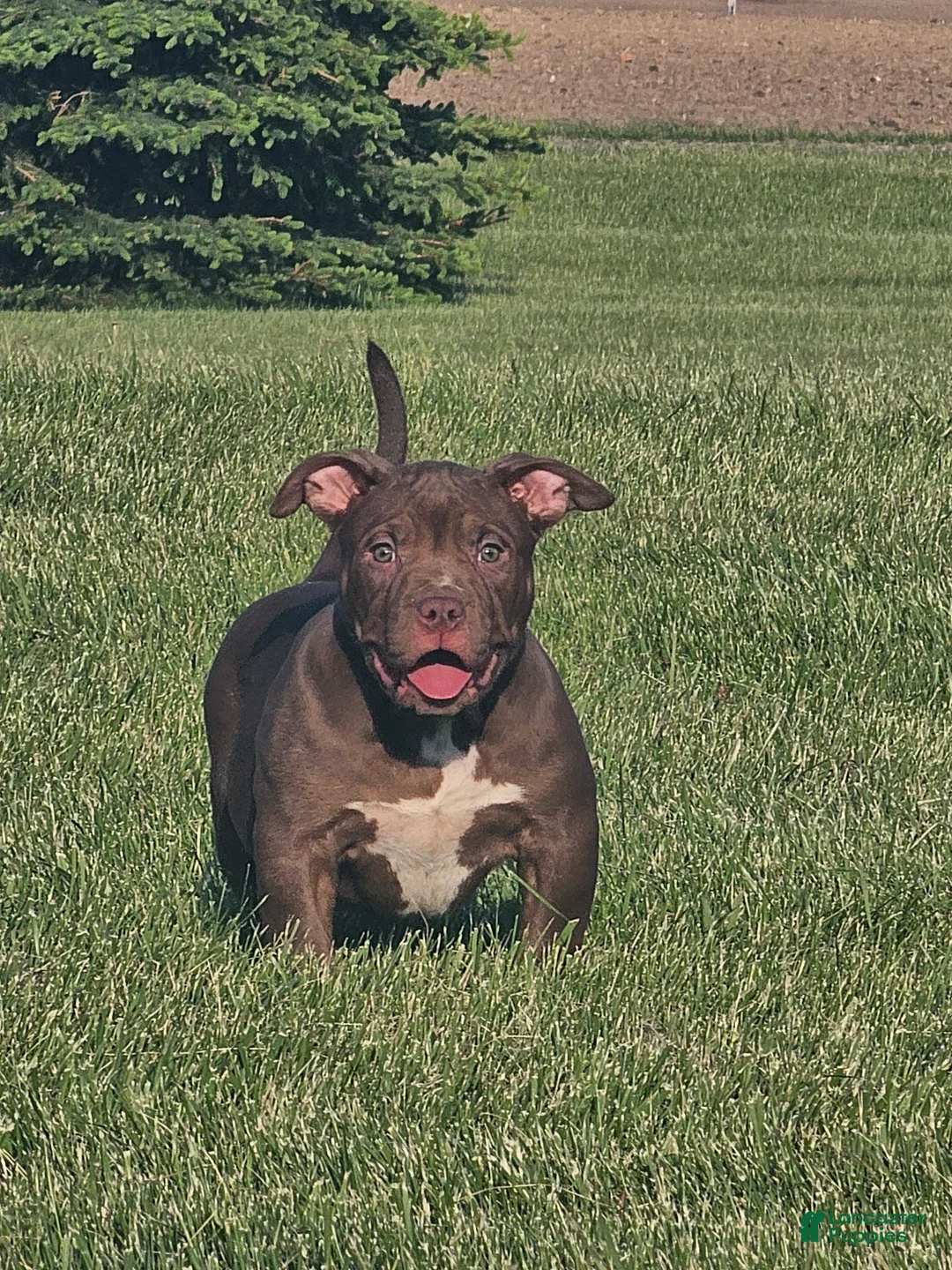 American Bully dogs for sale: Chocolate Female - Ad 1