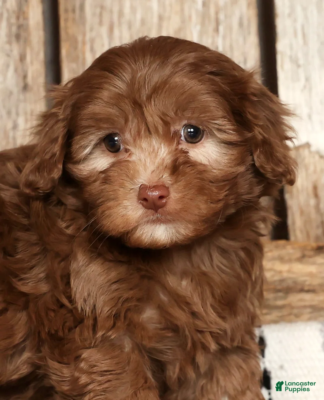 Havapoo dogs for sale: Stacy - Ad 9