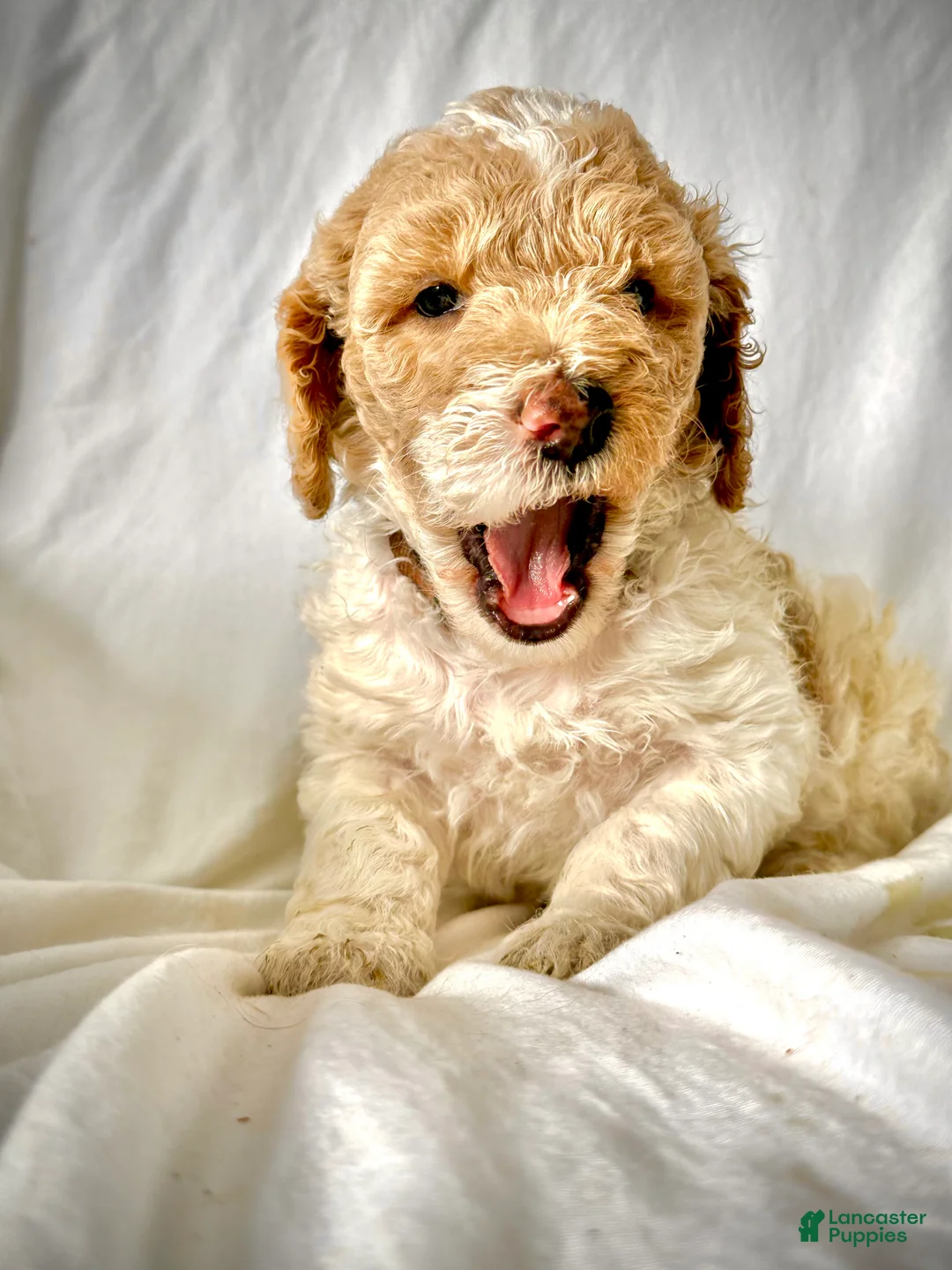 Irish Doodle dogs for sale: Winter-In home raised - Ad 5