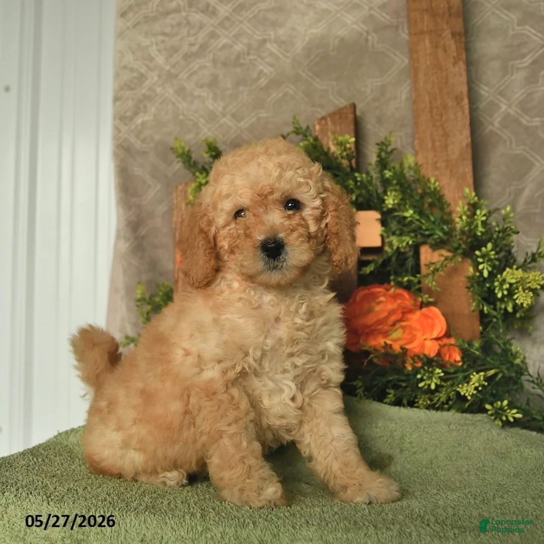 Mini Goldendoodle dogs for sale: Gigi  - Ad 1