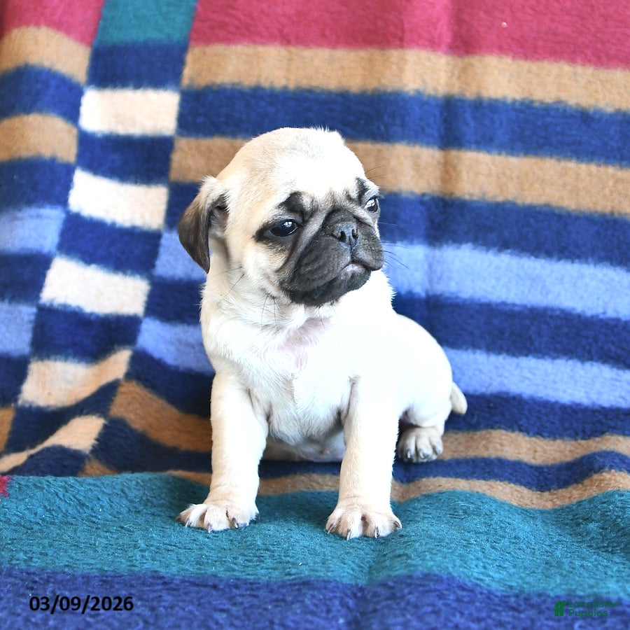 Pug dogs Rose  - Ad 2