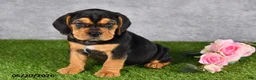 Beabull dogs for sale: Tucker - Ad 4