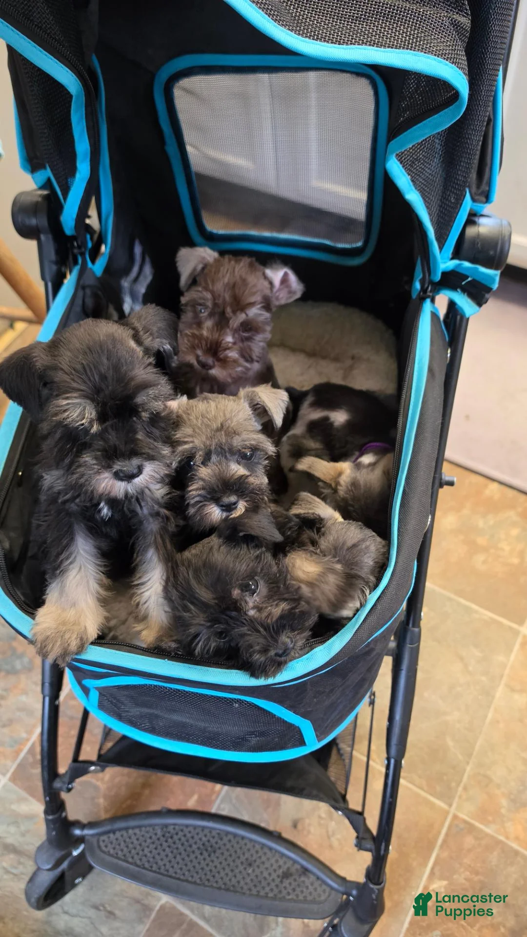Miniature Schnauzer dogs for sale: Miniature Schnauzer 2 - Ad 1