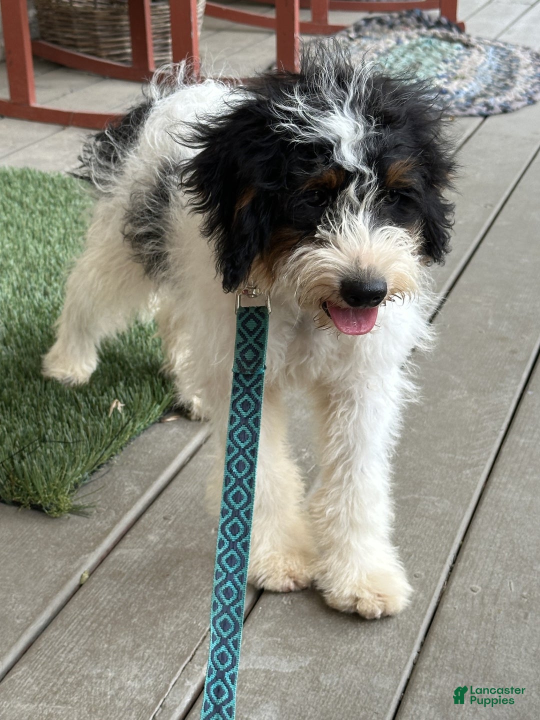 Mini Bernedoodle dogs for sale: Ben - Ad 2