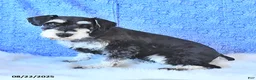 Schnauzer dogs for sale: Taylor - Ad 7