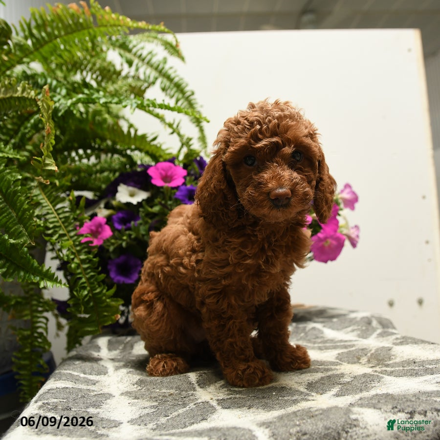 Toy Poodle dogs Hatty - Ad 1
