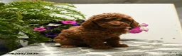 Toy Poodle dogs for sale: Hatty - Ad 1