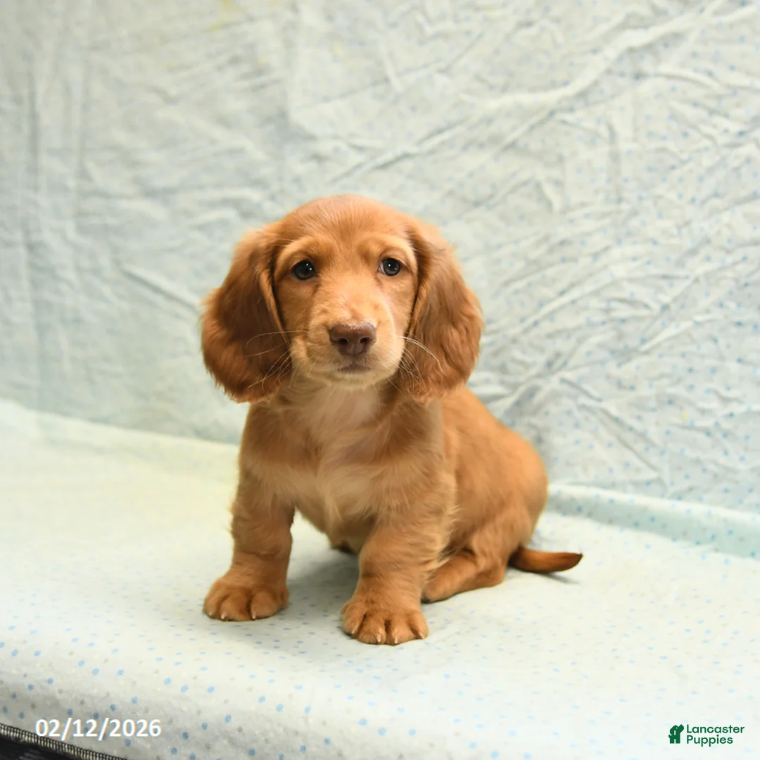Dachshund dogs for sale: Linn - Ad 1
