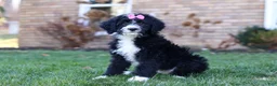 Bernedoodle dogs for sale: Eden - Ad 2