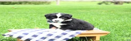 Miniature Australian Shepherd dogs for sale: Axel - Ad 3