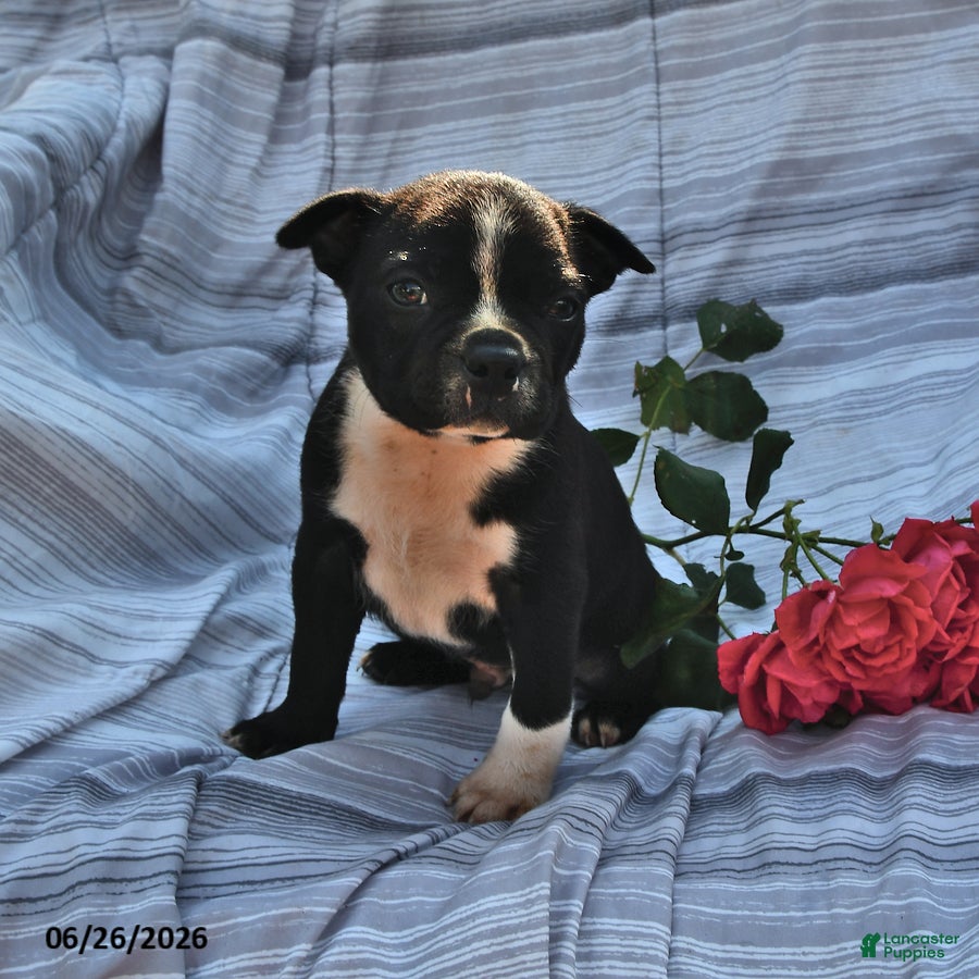 Boston Terrier dogs Thomas Black and White - Ad 2