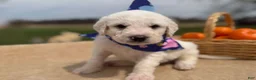Labradoodle dogs for sale: Cedar (Boy) - Ad 3