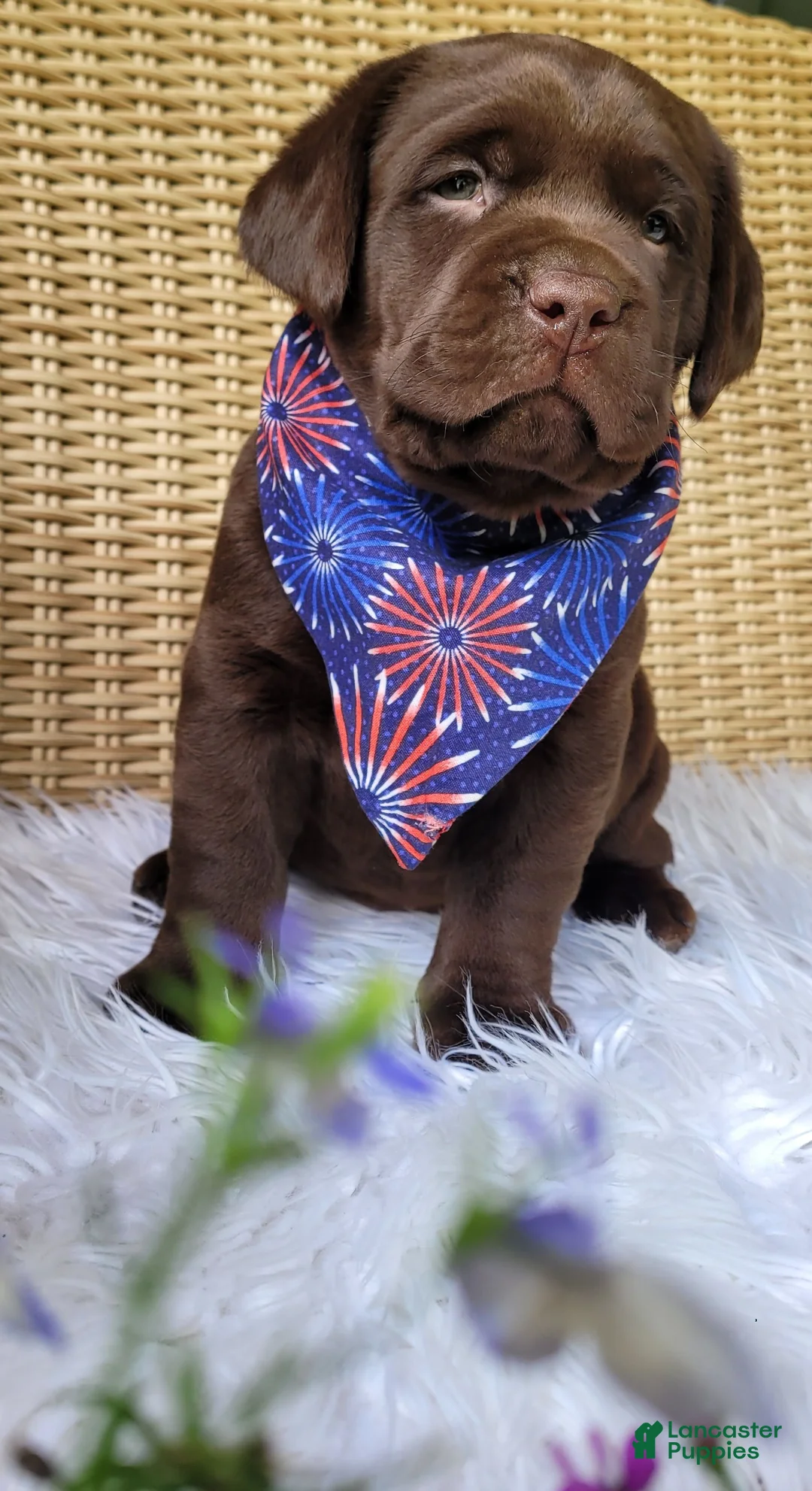 Labrador Retriever dogs for sale: Tucker - Ad 2
