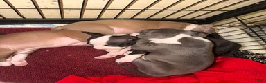 Mixed Breed Puppy 5
