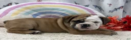 English Bulldog dogs for sale: Zachary - Ad 6