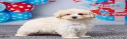 Maltipoo dogs for sale: Abby - Ad 3