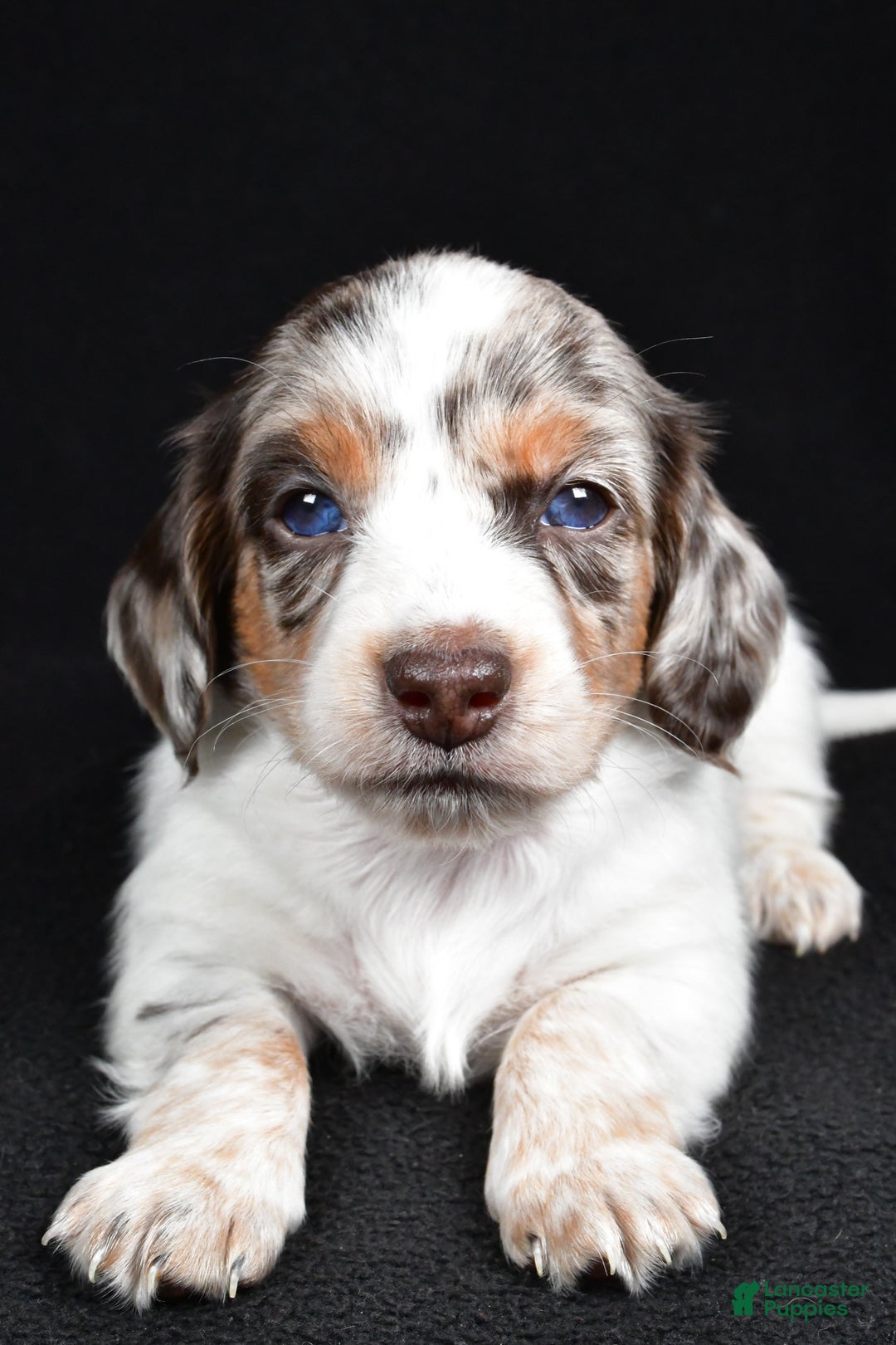 Miniature Dachshund dogs for sale: Chase  - Ad 5