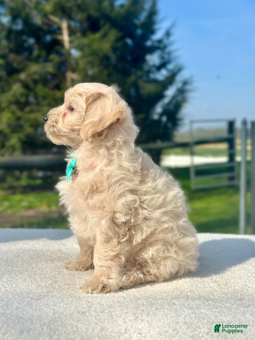 Maltipoo dogs for sale: Boy Maltipoo1 - Ad 2