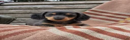 Miniature Dachshund dogs for sale: Autumn - Ad 7