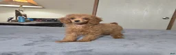 Miniature Poodle dogs for sale: candy - Ad 2