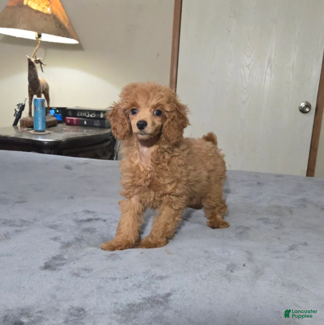 Miniature Poodle dogs for sale: candy - Ad 2