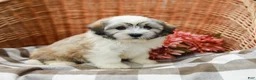 Havanese dogs for sale: Bear - Ad 6