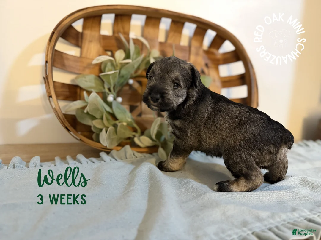 Miniature Schnauzer dogs for sale: Wells - Ad 1