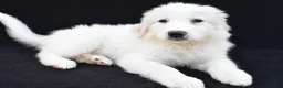 Great Pyrenees dogs for sale: Mary - Ad 9