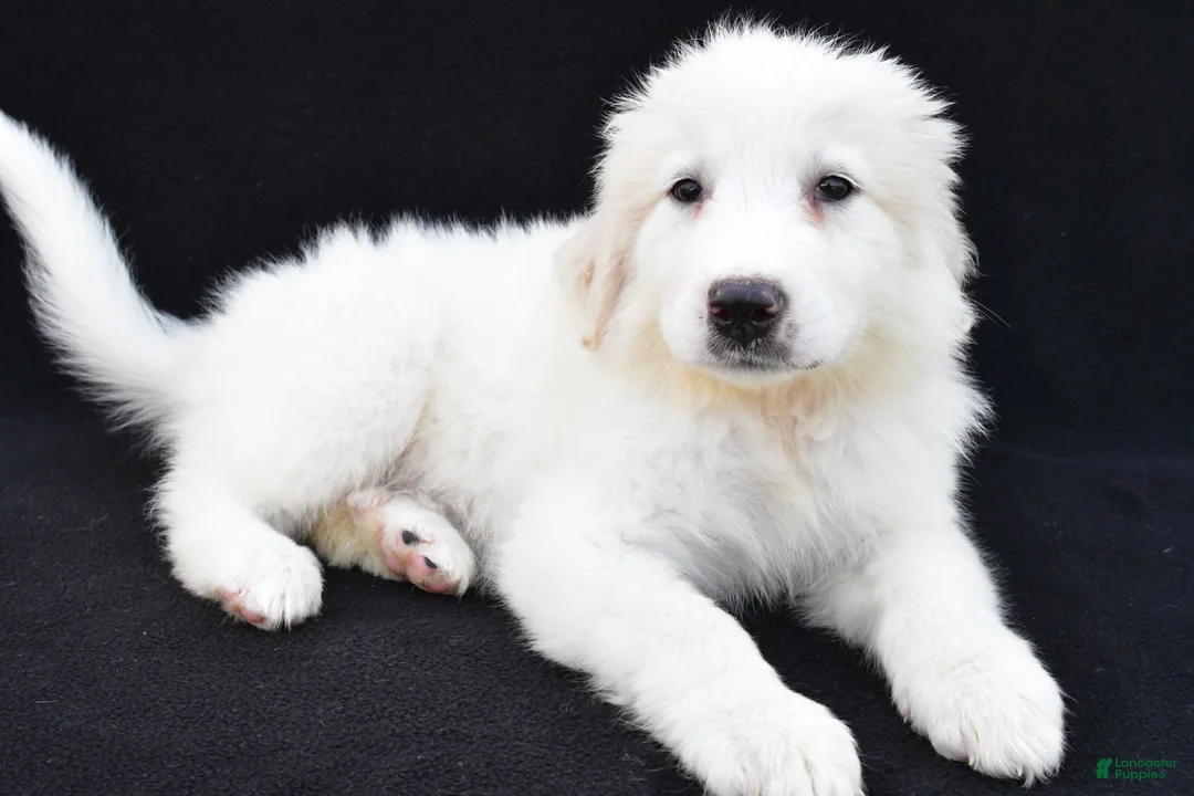 Great Pyrenees dogs for sale: Mary - Ad 9