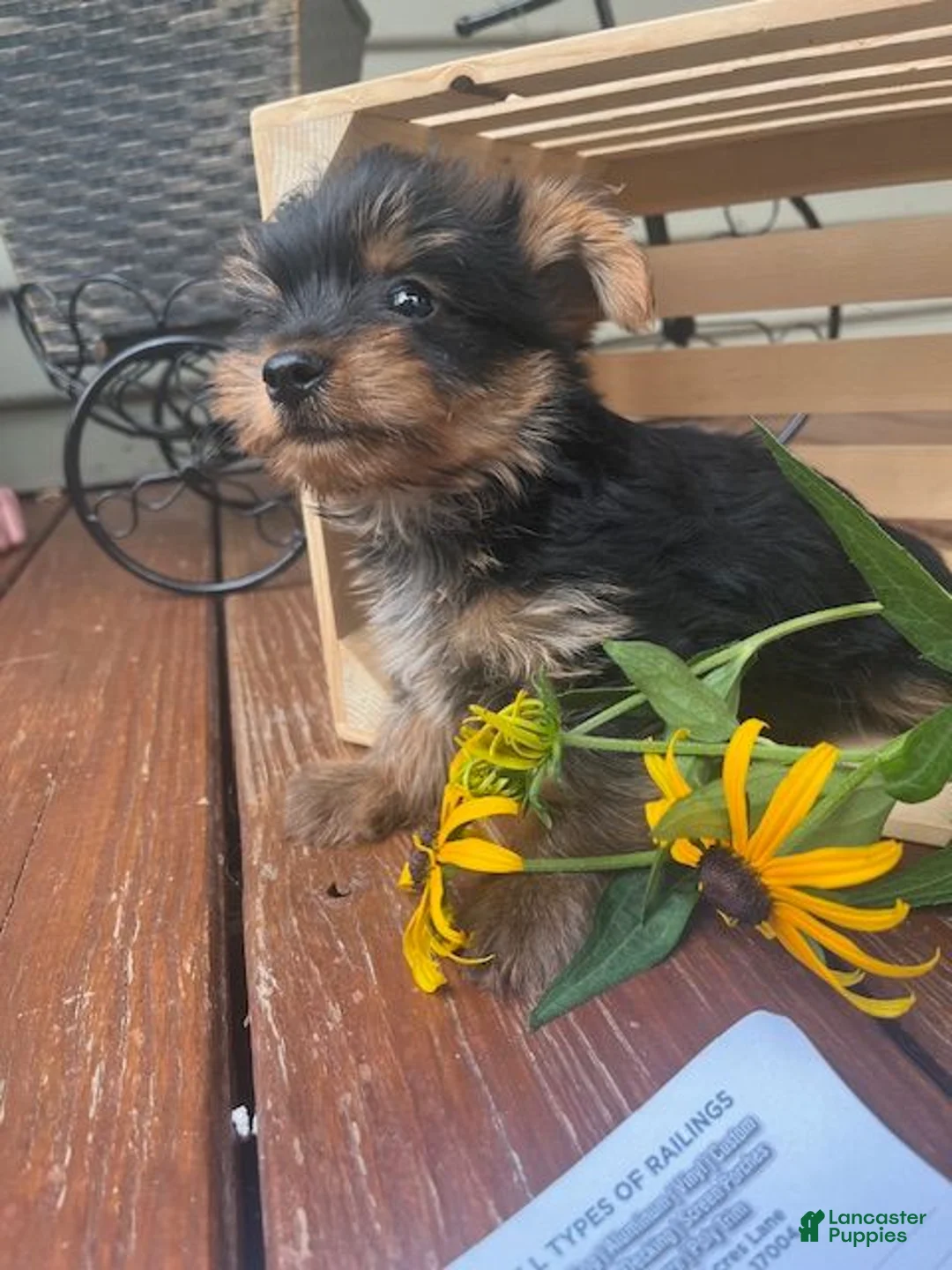 Yorkshire Terrier dogs for sale: Alex - Ad 1