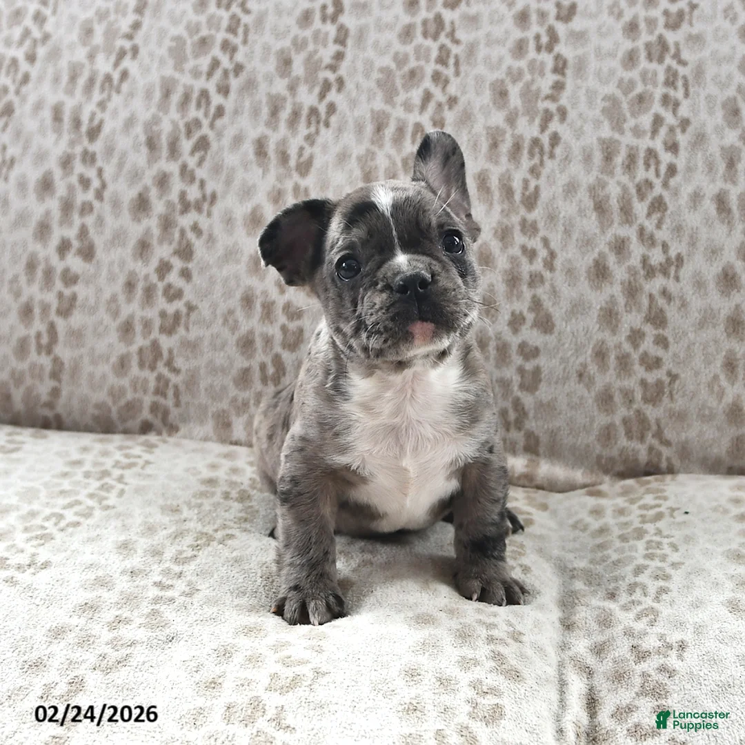 Frenchton dogs for sale: Bob - Ad 1