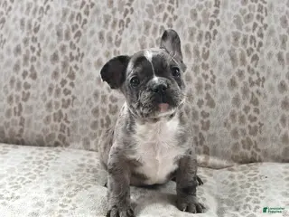 Frenchton dogs for sale: Bob - Ad 1