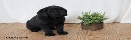 Labrador Retriever dogs for sale: Freddy - Ad 10