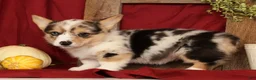 Welsh Corgi Pembroke dogs for sale: Teresa - Ad 7