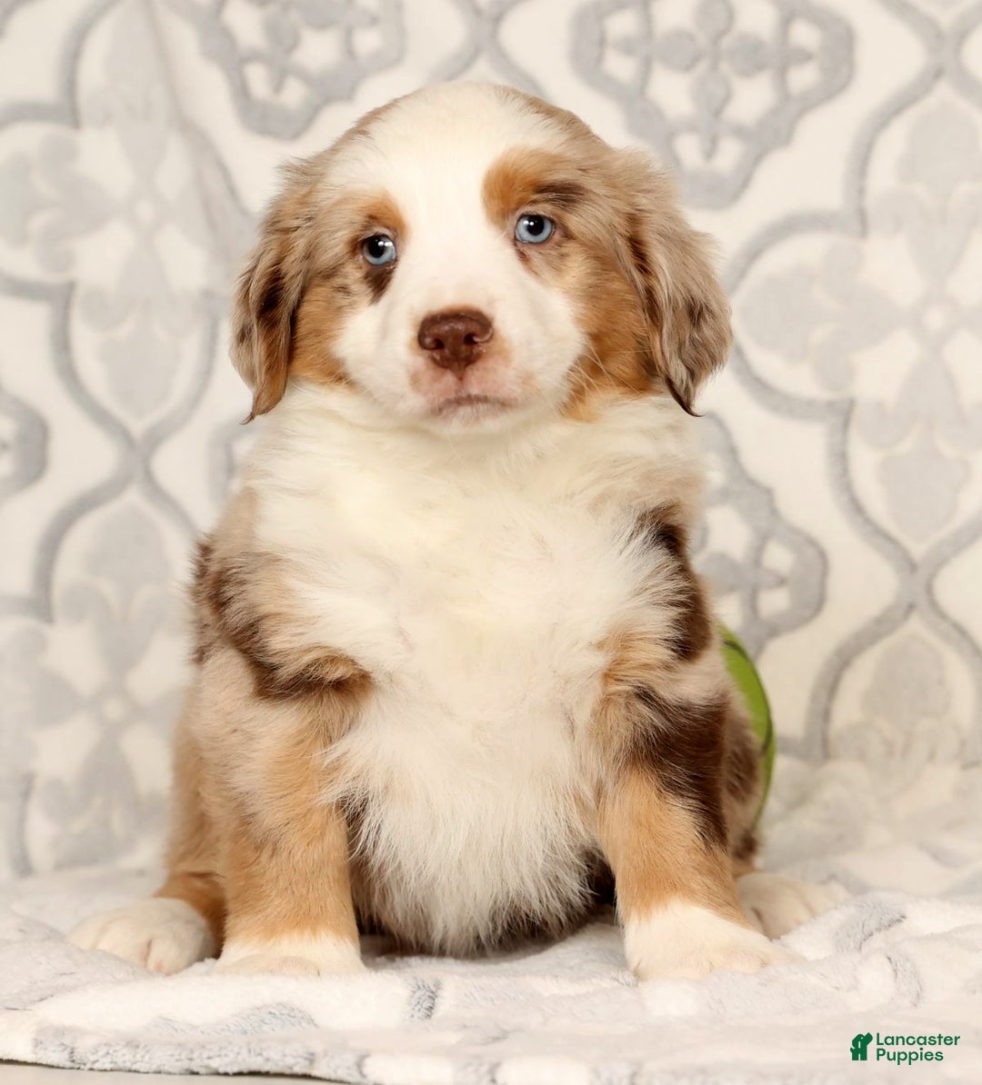 Miniature Australian Shepherd dogs for sale: Jake - Ad 8