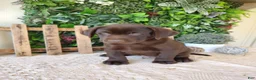 Labrador Retriever dogs for sale: Victor - Ad 5