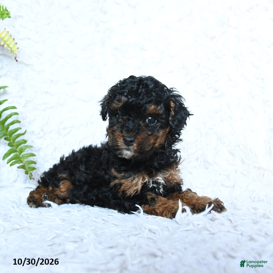 Toy Poodle dogs for sale: Brianna - Ad 2