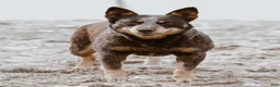 Australian Cattle Dog dogs for sale: Mesa - Ad 3